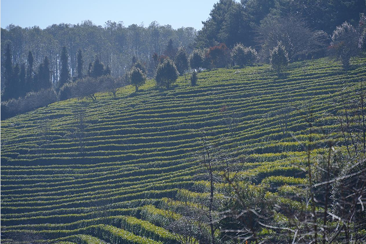 1774497614843139.png QQ_1774497564251.png